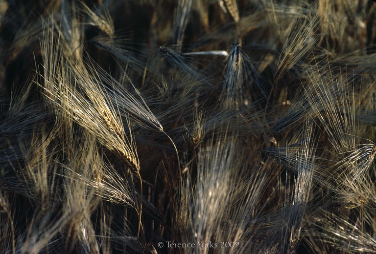 barley