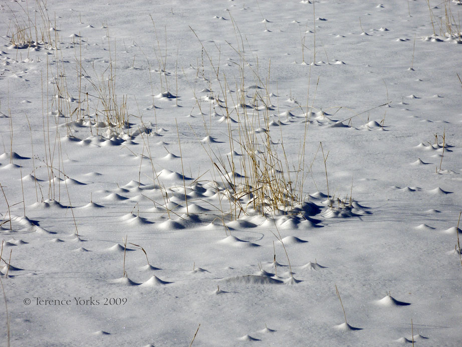 Grasses affecting snow